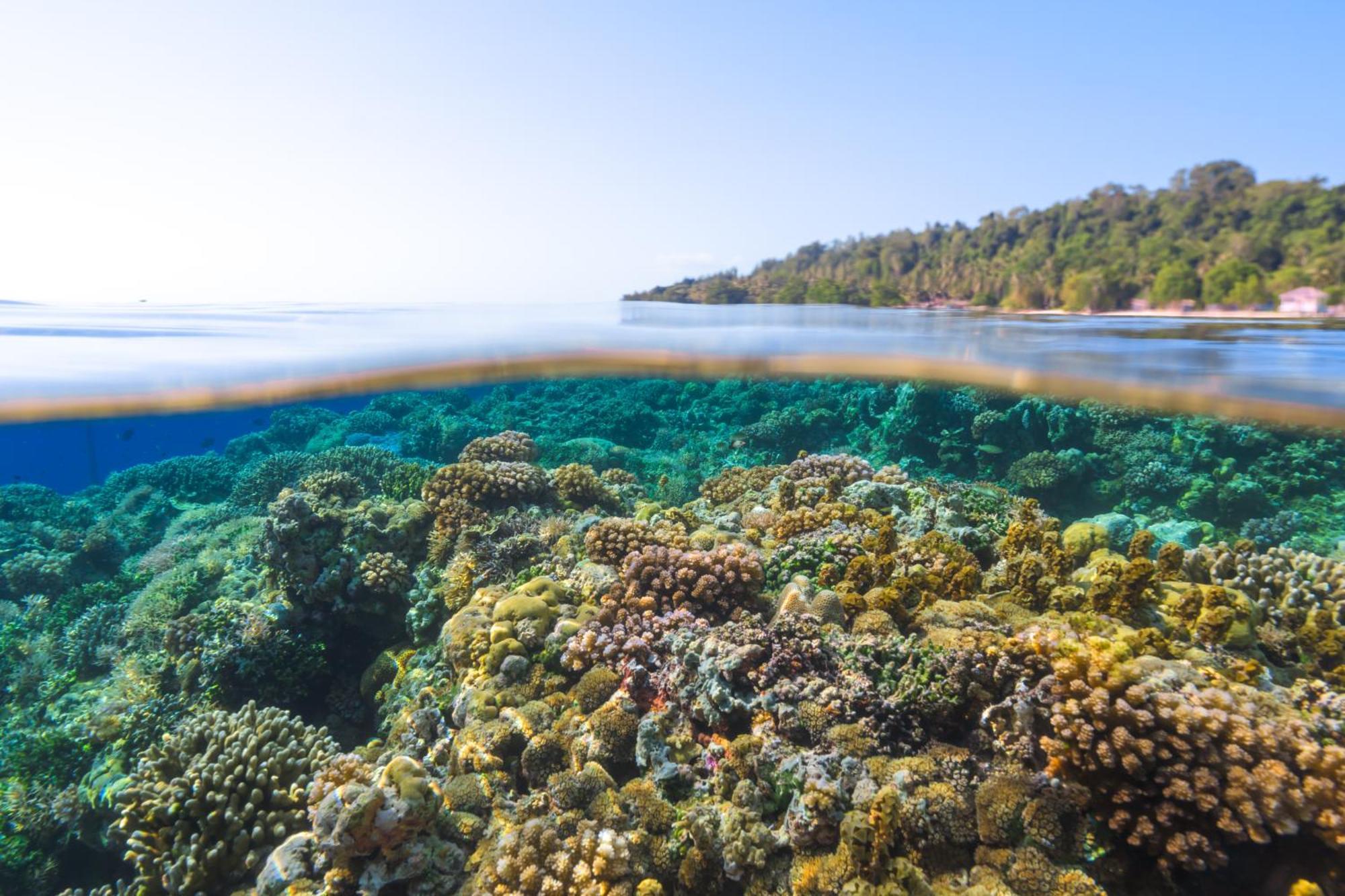 Reconnect - Private Island Resort & Dive Center Togean - Buka Buka Island Ampana Екстериор снимка