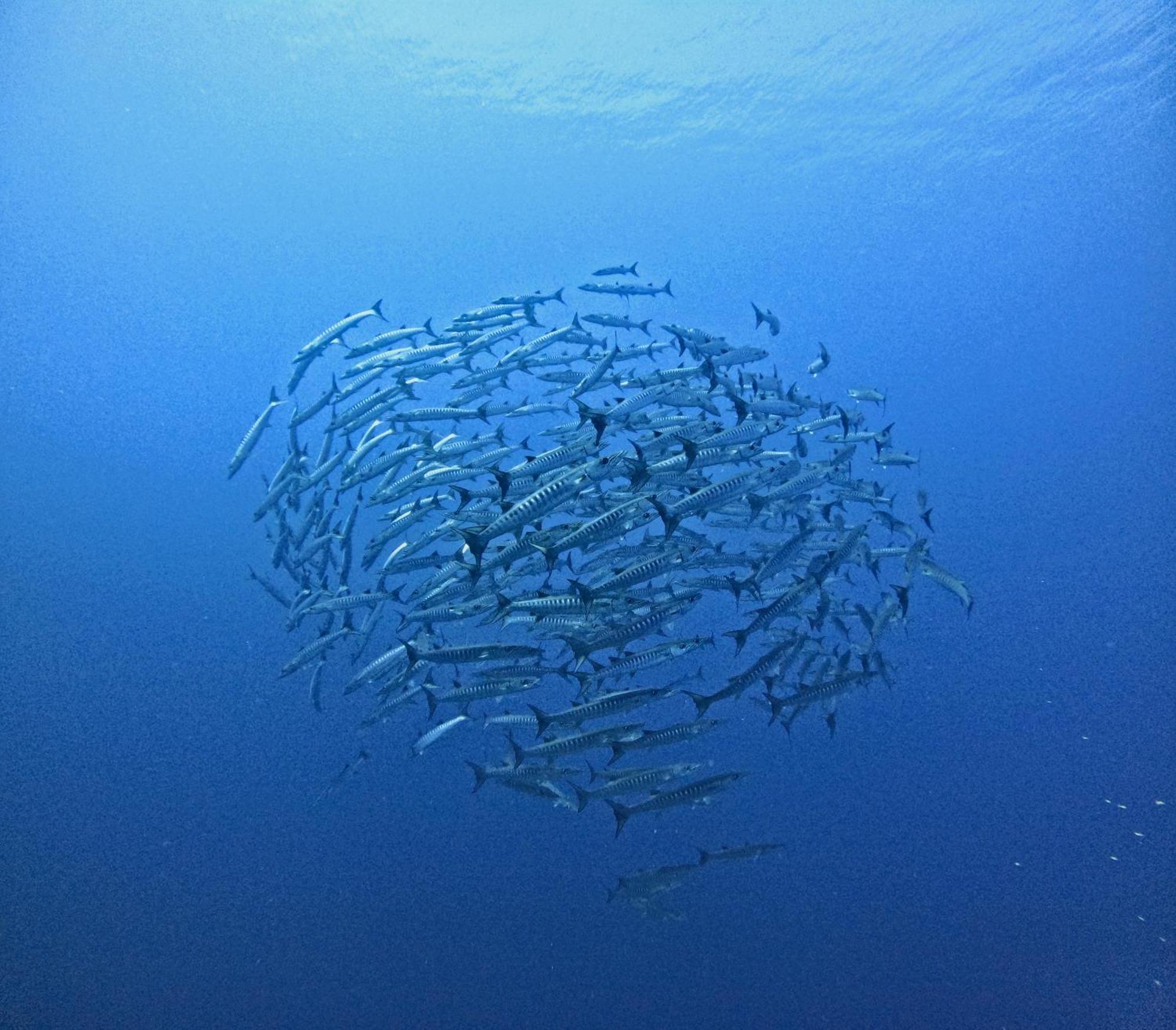Reconnect - Private Island Resort & Dive Center Togean - Buka Buka Island Ampana Екстериор снимка